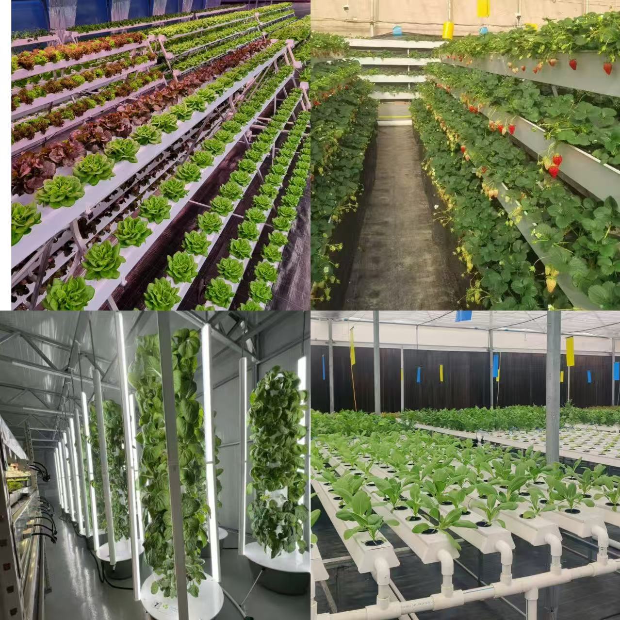 Hydroponic system