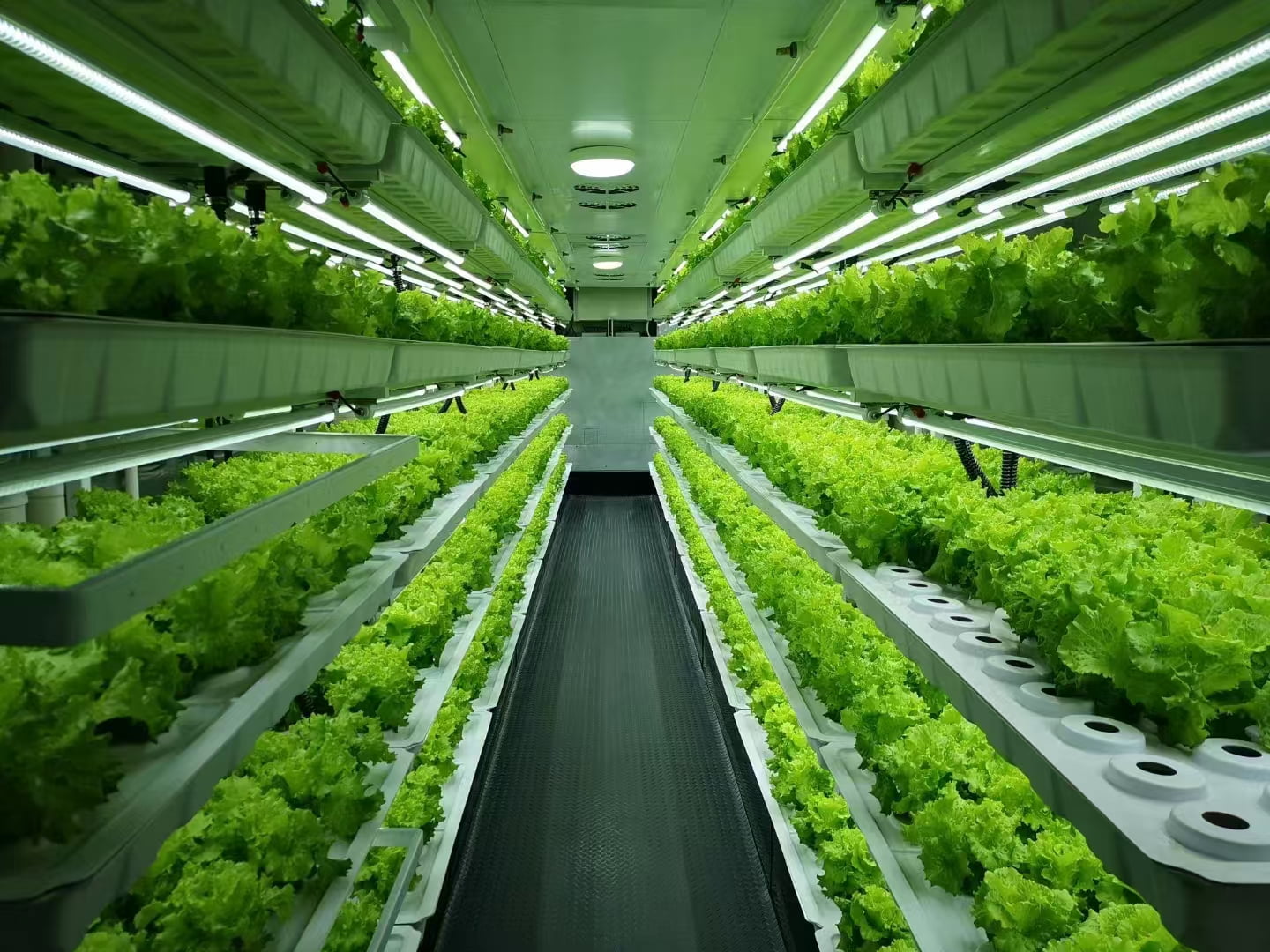 Commercial 40ft Container Vertical Hydroponic Farm For Commercial Greenhouse Middle East Indoor Planting Custom Size